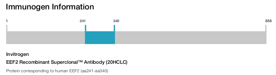 EEF2 Recombinant Superclonal™ Antibody (20HCLC)