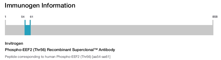 Phospho-EEF2 (Thr56) Recombinant Superclonal™ Antibody