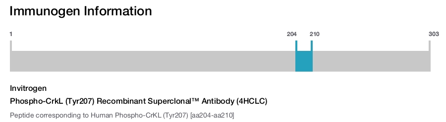Phospho-CrkL (Tyr207) Recombinant Superclonal™ Antibody (4HCLC)