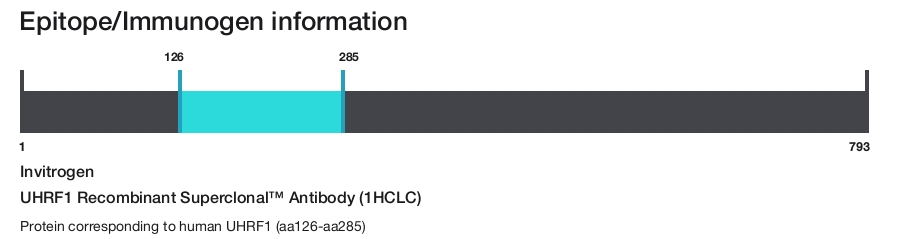 UHRF1 Recombinant Superclonal&trade; Antibody (1HCLC)