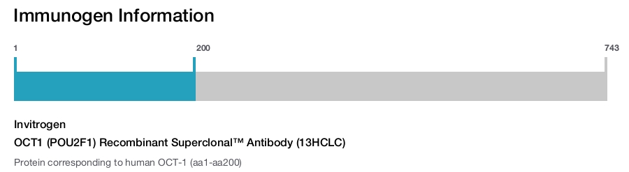 OCT1 (POU2F1) Recombinant Superclonal™ Antibody (13HCLC)