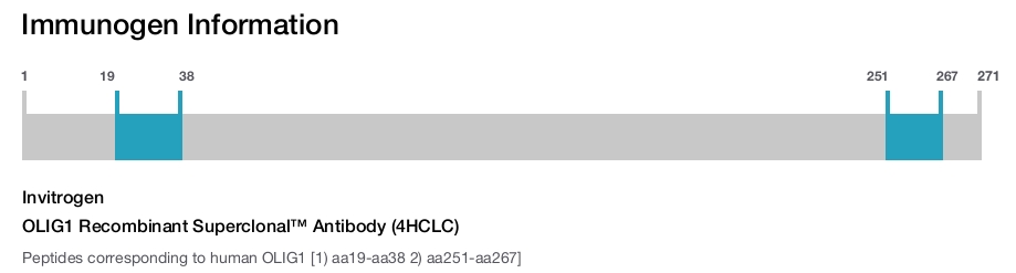 OLIG1 Recombinant Superclonal™ Antibody (4HCLC)