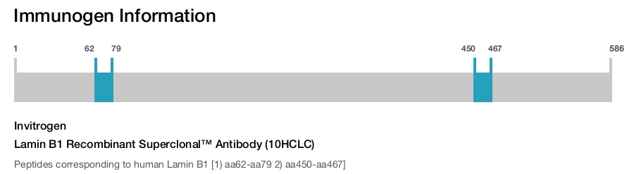 Lamin B1 Recombinant Superclonal™ Antibody (10HCLC)