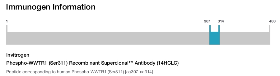 Phospho-WWTR1 (Ser311) Recombinant Superclonal™ Antibody (14HCLC)