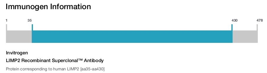 LIMP2 Recombinant Superclonal™ Antibody
