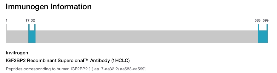 IGF2BP2 Recombinant Superclonal™ Antibody (1HCLC)