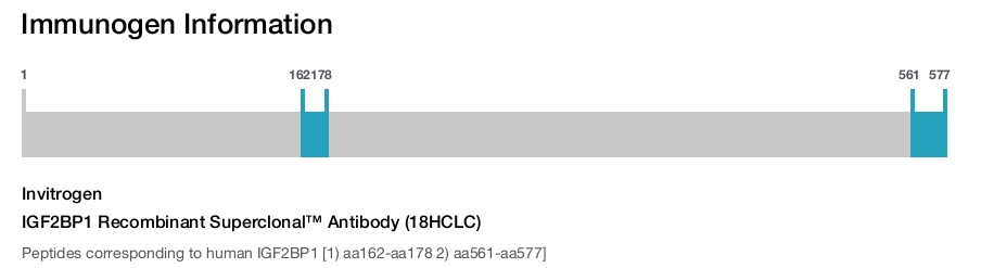 IGF2BP1 Recombinant Superclonal™ Antibody (18HCLC)
