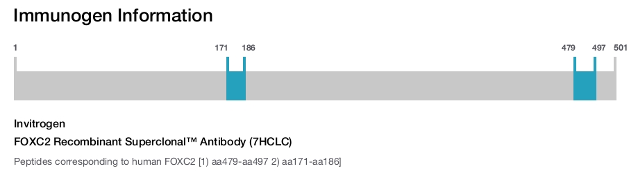 FOXC2 Recombinant Superclonal™ Antibody (7HCLC)