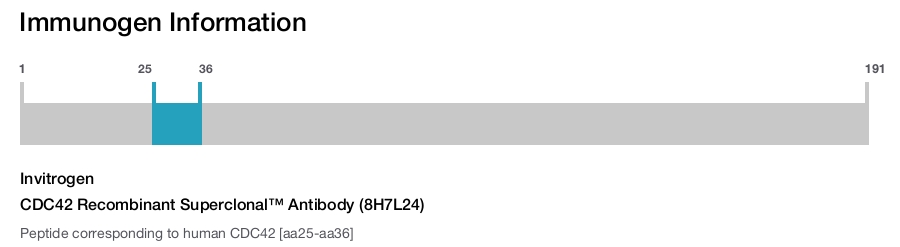 CDC42 Recombinant Superclonal™ Antibody (8H7L24)