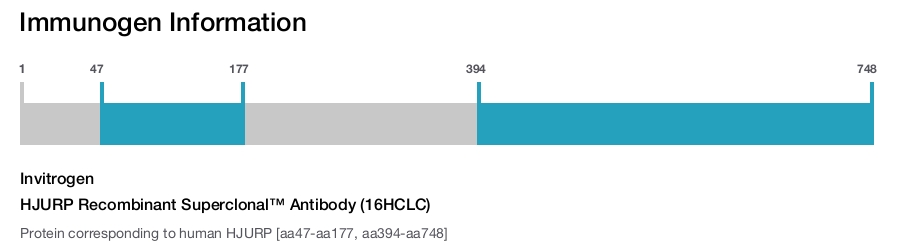 HJURP Recombinant Superclonal™ Antibody (16HCLC)