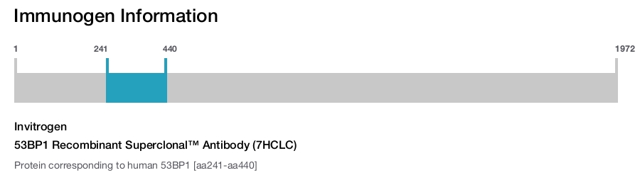 53BP1 Recombinant Superclonal™ Antibody (7HCLC)