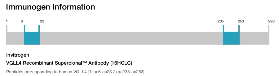 VGLL4 Recombinant Superclonal™ Antibody (16HCLC)