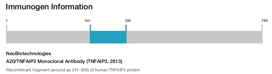 A20/TNFAIP3 Monoclonal Antibody (TNFAIP3, 2813)