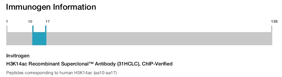 H3K14ac Recombinant Superclonal™ Antibody (31HCLC), ChIP-Verified