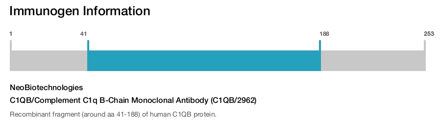 C1QB/Complement C1q B-Chain Monoclonal Antibody (C1QB/2962)
