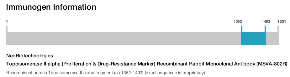 Topoisomerase II alpha (Proliferation & Drug-Resistance Marker) Recombinant Rabbit Monoclonal Antibody (MSVA-802R)