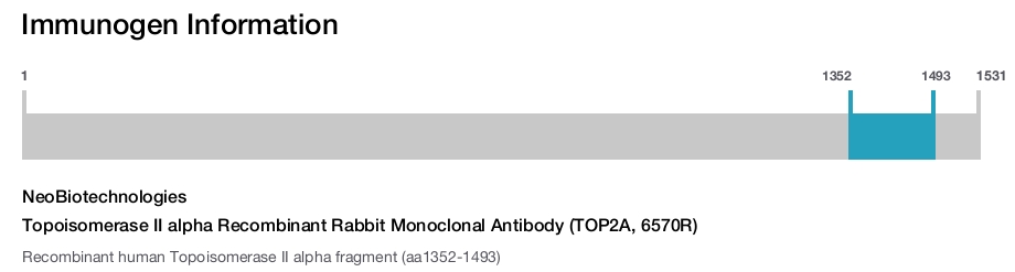 Topoisomerase II alpha Recombinant Rabbit Monoclonal Antibody (TOP2A, 6570R)