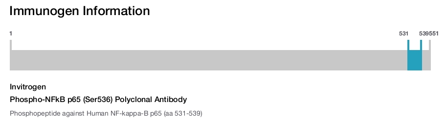 Phospho-NFkB p65 (Ser536) Polyclonal Antibody