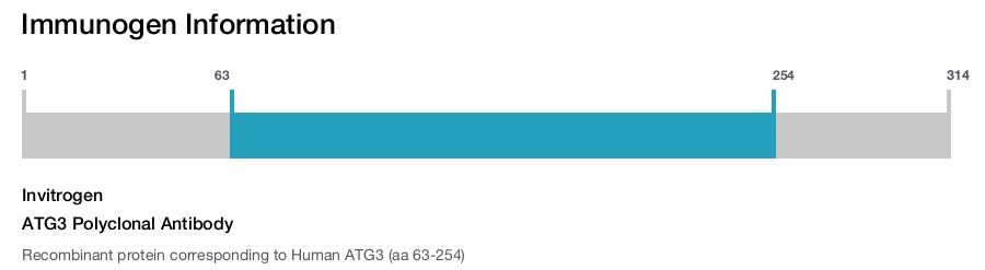 ATG3 Polyclonal Antibody