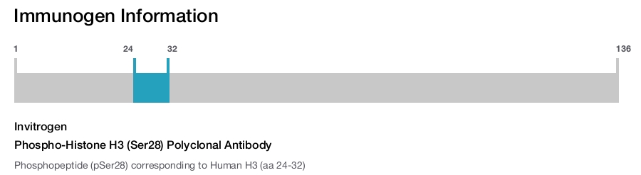 Phospho-Histone H3 (Ser28) Polyclonal Antibody