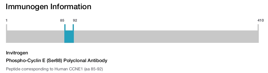 Phospho-Cyclin E (Ser88) Polyclonal Antibody