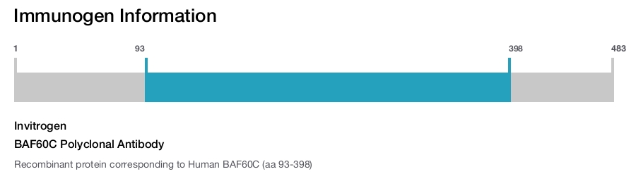 BAF60C Polyclonal Antibody