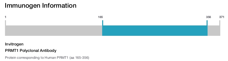PRMT1 Polyclonal Antibody