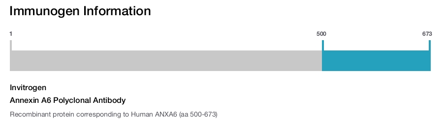 Annexin A6 Polyclonal Antibody