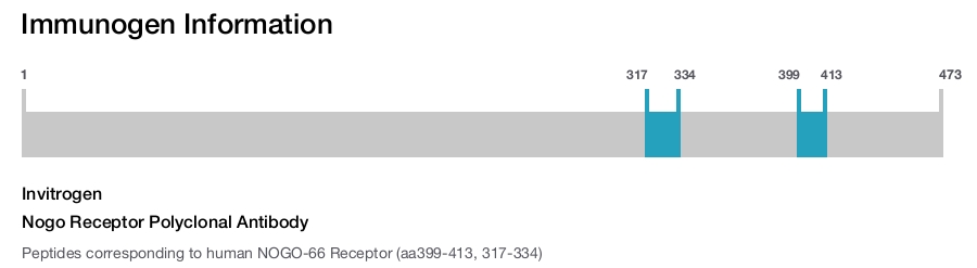 Nogo Receptor Polyclonal Antibody