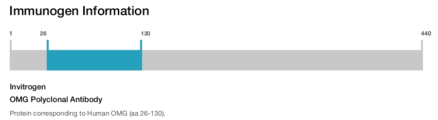 OMG Polyclonal Antibody