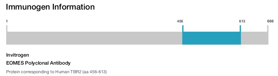EOMES Polyclonal Antibody