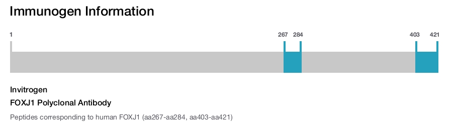 FOXJ1 Polyclonal Antibody