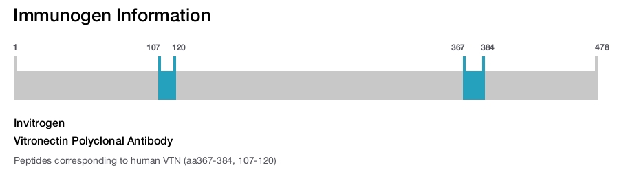 Vitronectin Polyclonal Antibody