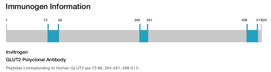 GLUT2 Polyclonal Antibody