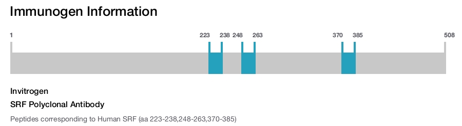 SRF Polyclonal Antibody