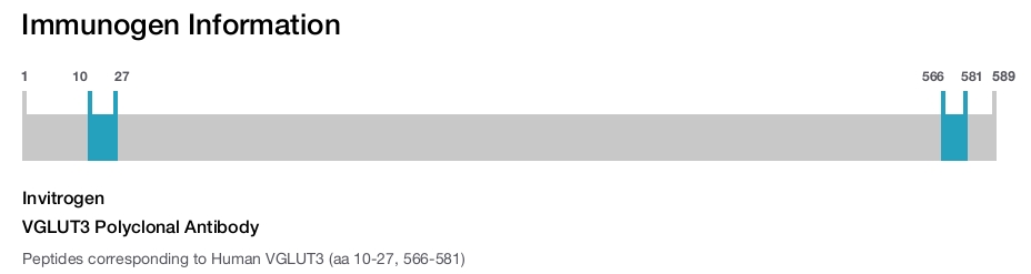 VGLUT3 Polyclonal Antibody