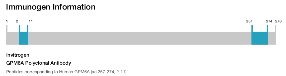 GPM6A Polyclonal Antibody