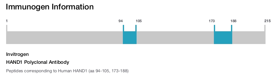 HAND1 Polyclonal Antibody