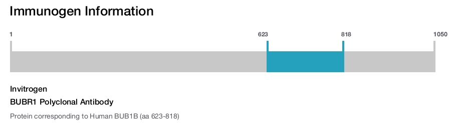 BUBR1 Polyclonal Antibody