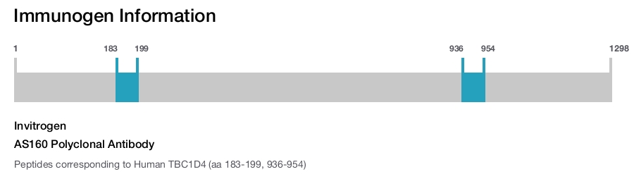 AS160 Polyclonal Antibody