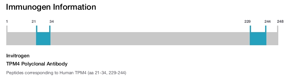 TPM4 Polyclonal Antibody