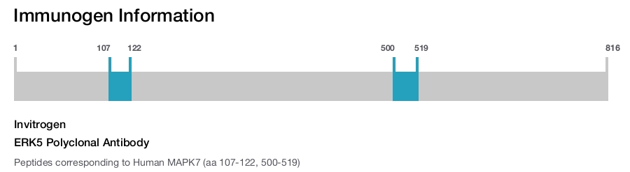 ERK5 Polyclonal Antibody