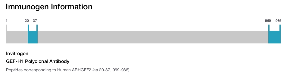 GEF-H1 Polyclonal Antibody