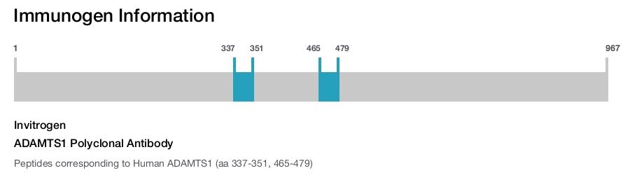 ADAMTS1 Polyclonal Antibody