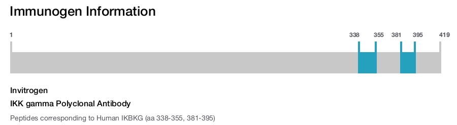 IKK gamma Polyclonal Antibody