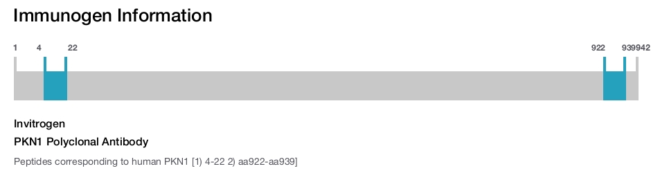 PKN1 Polyclonal Antibody