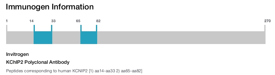 KChIP2 Polyclonal Antibody