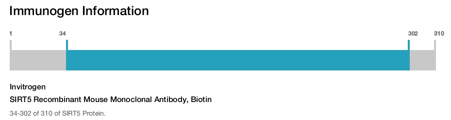 SIRT5 Recombinant Mouse Monoclonal Antibody, Biotin