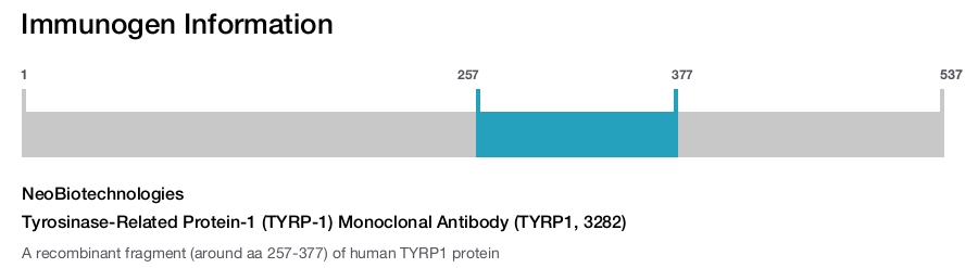 Tyrosinase-Related Protein-1 (TYRP-1) Monoclonal Antibody (TYRP1, 3282)