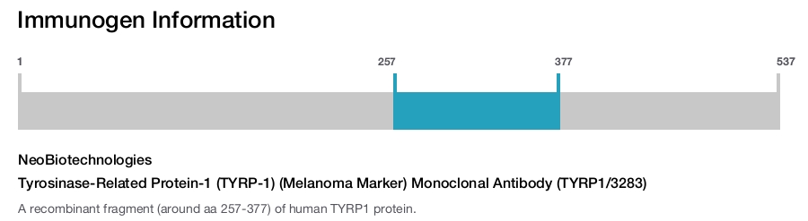 Tyrosinase-Related Protein-1 (TYRP-1) (Melanoma Marker) Monoclonal Antibody (TYRP1/3283)